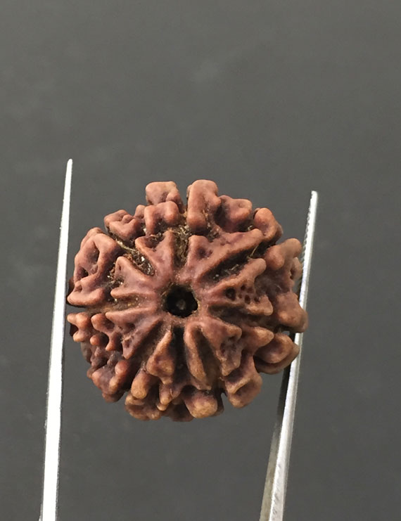 7 Mukhi Certified Nepali Rudraksha Size- 23.4 mm